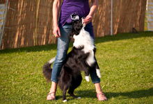 Hundeschule im Schilf