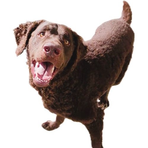 Hundeschule im Schilf - Ayron Happy