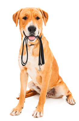 Hundeschule im Schilf