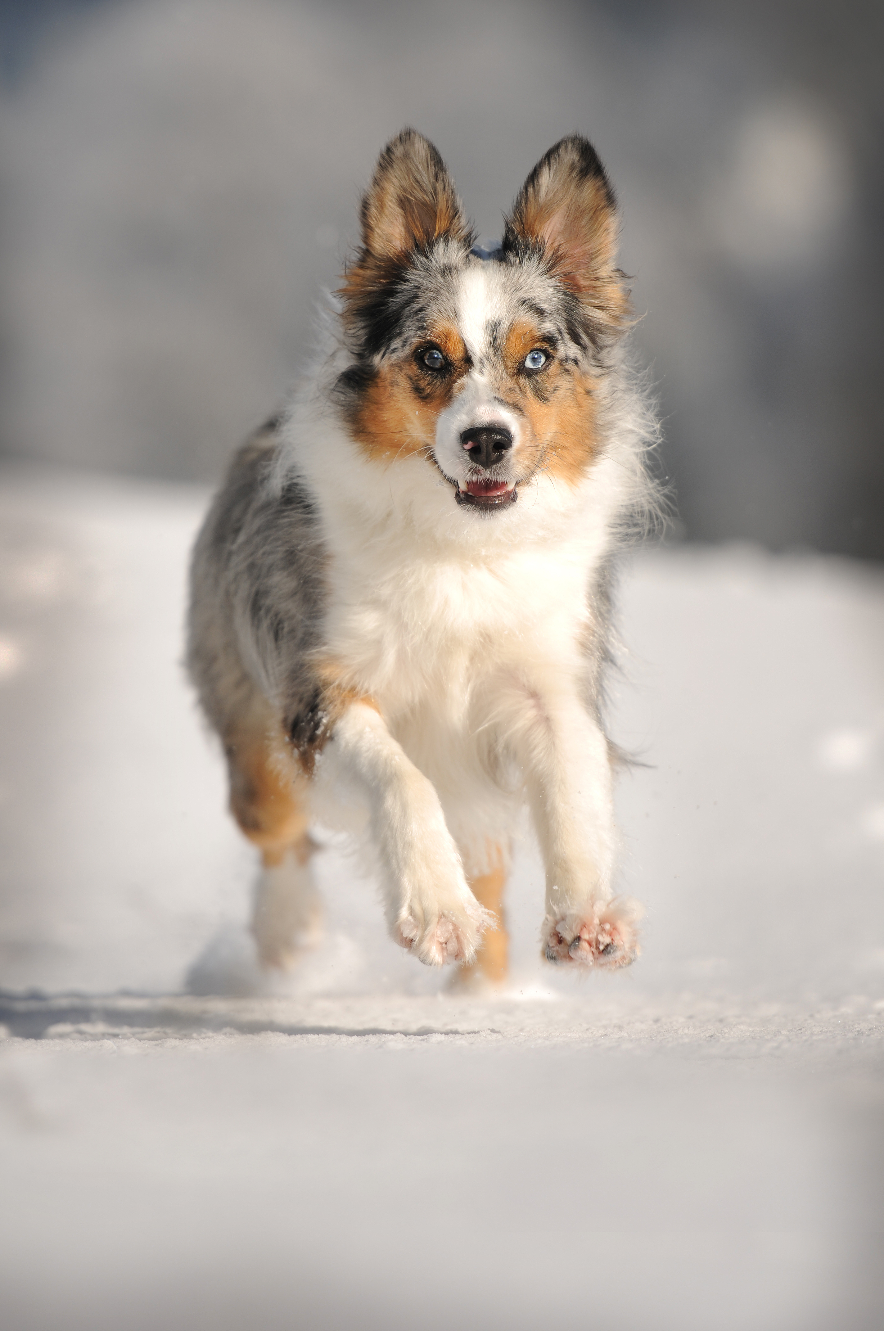 Hundeschule im Schilf