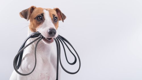 Hundeschule im Schilf